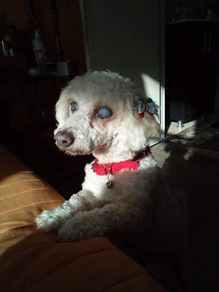 Fotografía Galería Perrito 3