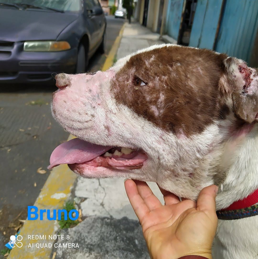 Fotografía Galería Perrito 2