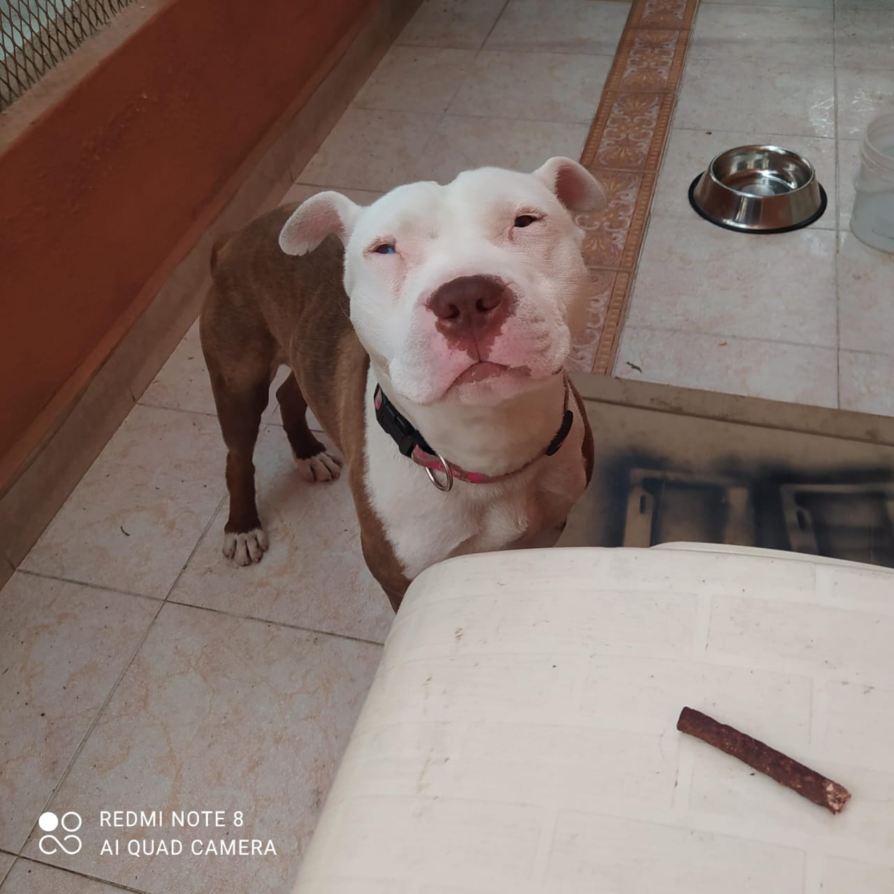 Fotografía Galería Perrito 1