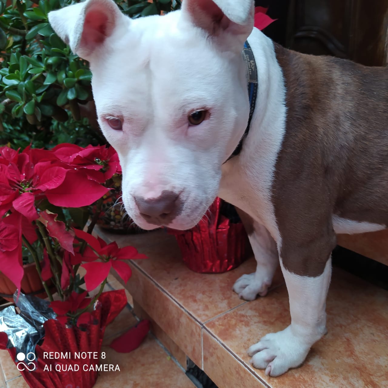 Fotografía Galería Perrito 4