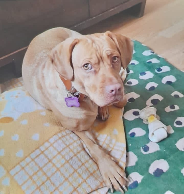 Fotografía Galería Perrito 5