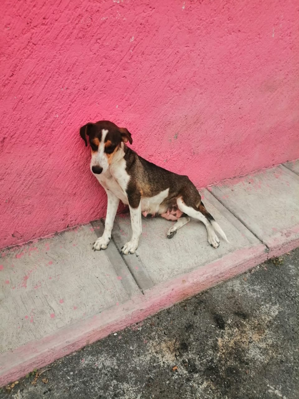 Fotografía Galería Perrito 6