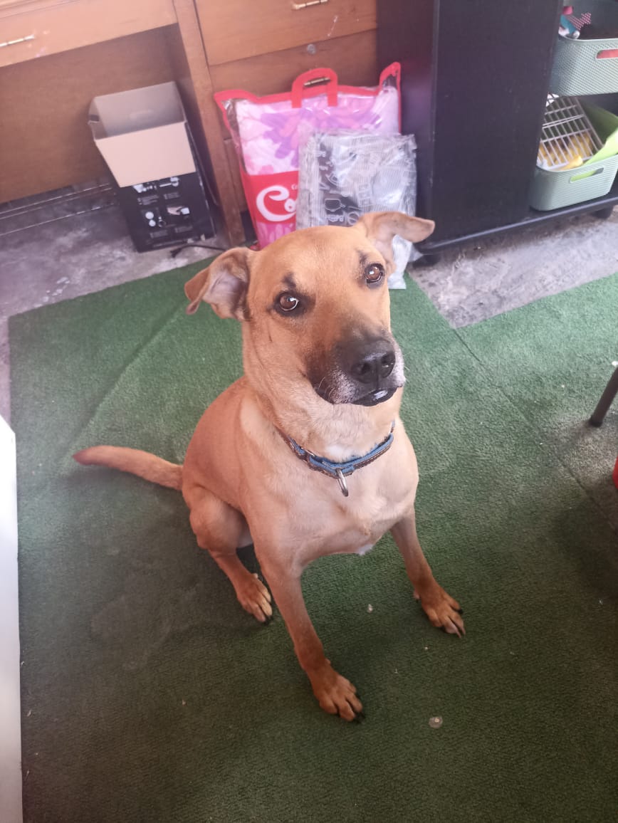 Fotografía Galería Perrito 7