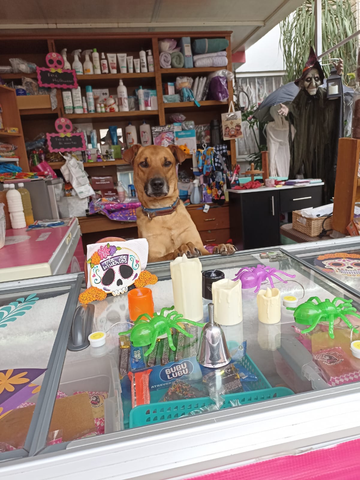 Fotografía Perrito 1