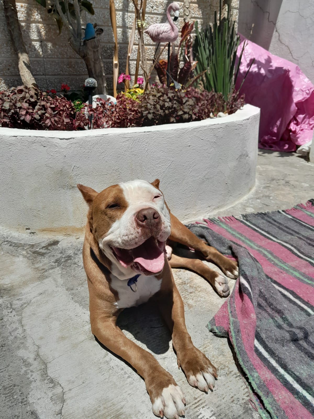 Fotografía Perrito 2